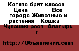 Котята брит класса › Цена ­ 20 000 - Все города Животные и растения » Кошки   . Чувашия респ.,Алатырь г.